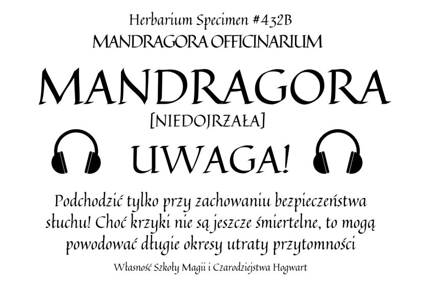 MANDRAGORA OFFICINARIUM (1)